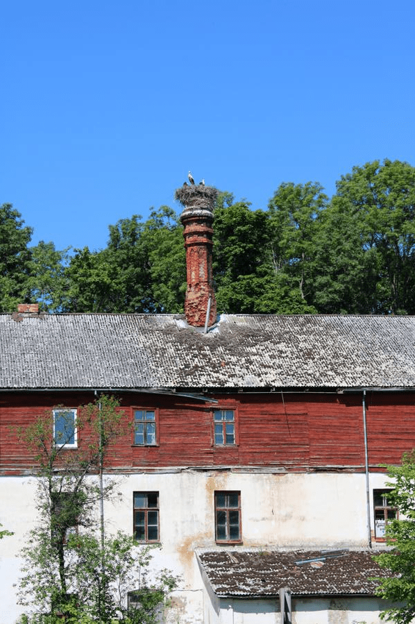 Fabrikruine in Lettland - Störche