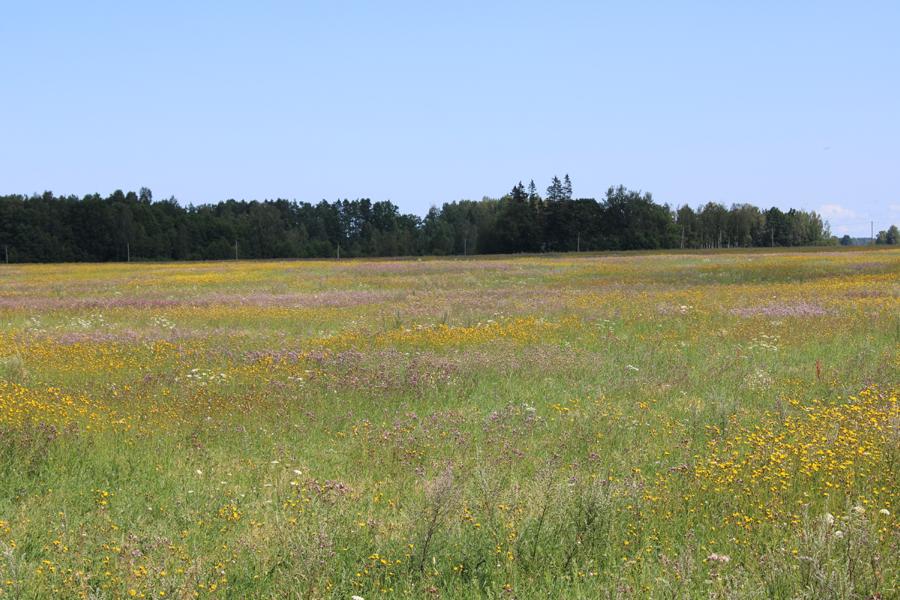 Blumenwiesen in Lettland